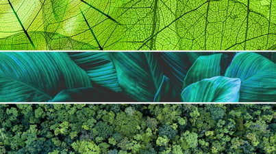 How biomimicry can lead to innovative and resilient business solutions