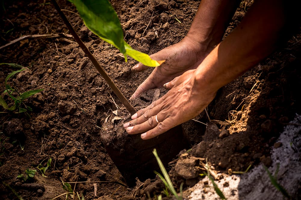 plantation_millot_©Pierre_Ollier (39)