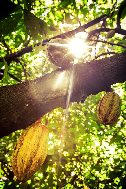 plantation_millot_©Pierre_Ollier (59)