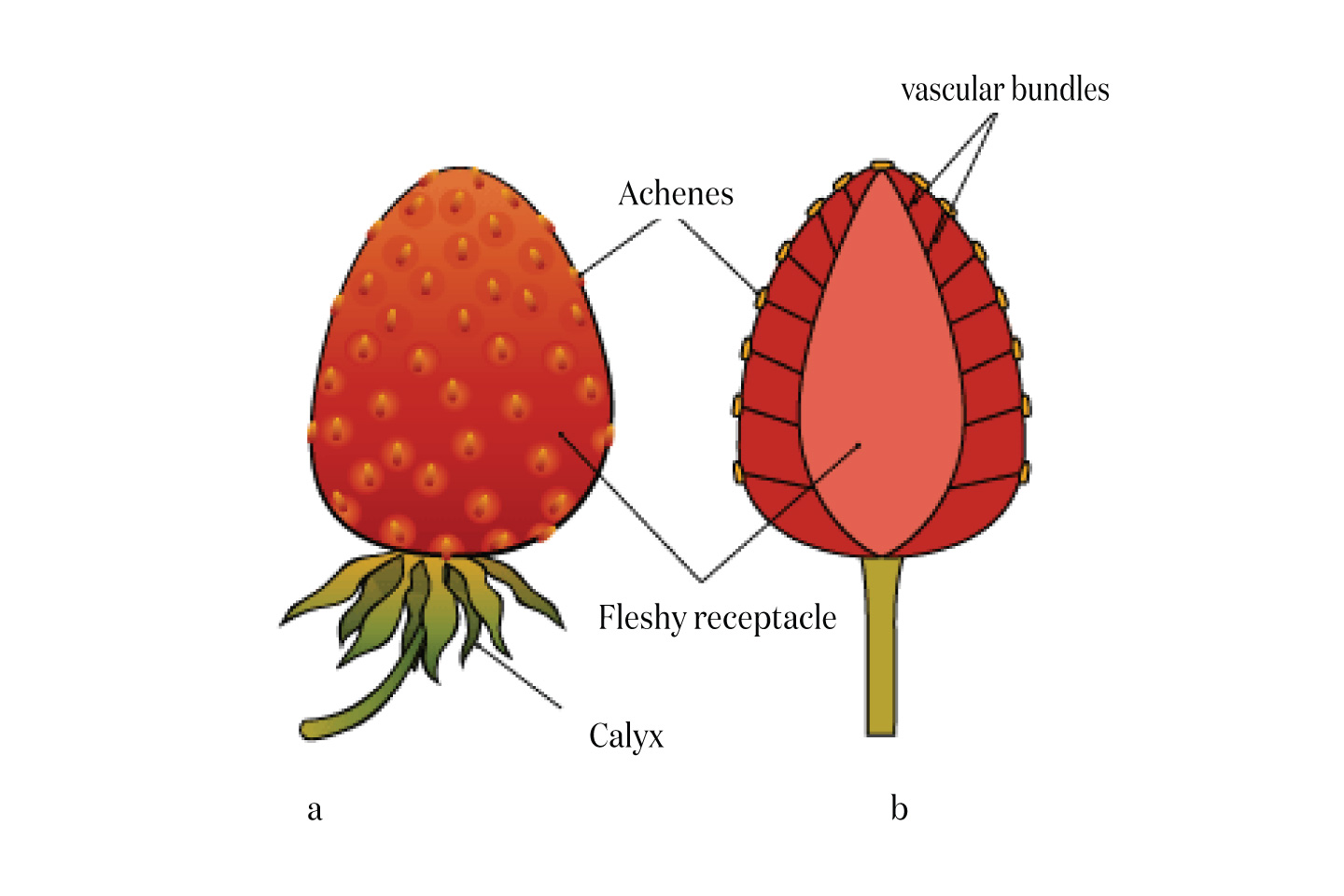Hospitality_Insights_EHL_Anatomie_Fraise_002