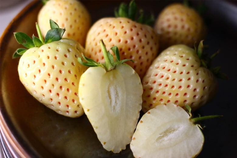 Hospitality_Insights_EHL_Fraises_006