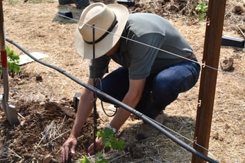 Planting vines 2