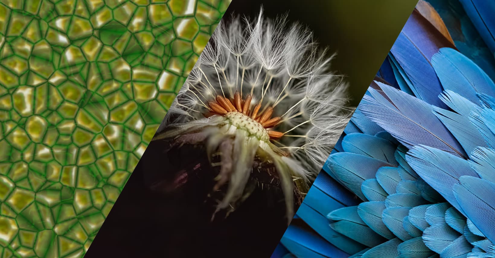What is Bio Mimicry? Nature's Design Secrets for a Sustainable Future?
